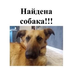 Подробнее об объявлении «Найдена собака Москва» Фото: найдена собака  «Найдена собака Москва» в г. Москва