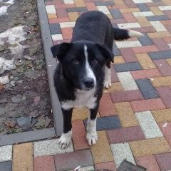 Подробнее об объявлении «Найдена собака живет на остановке Ставрополь» Фото: найдена собака  «Найдена собака живет на остановке Ставрополь» в г. Ставрополь