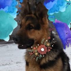 Подробнее об объявлении «Мытищи Найдена собака немецкая овчарка, сука, д. жостово» Фото: найдена собака Немецкая овчарка «Мытищи Найдена собака немецкая овчарка, сука,...» в г. Мытищи