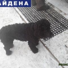 Подробнее об объявлении «Красноярск Найдена собака» Фото: найдена собака Пудель «Красноярск Найдена собака» в г. Красноярск