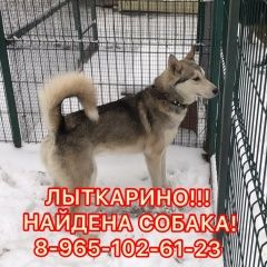 Подробнее об объявлении «Лыткарино Найдена собака кобель лайка кобель в» Фото: найдена собака  «Лыткарино Найдена собака кобель лайка кобель в» в г. Лыткарино