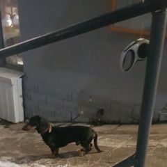 Подробнее об объявлении «Найдена собака в такса Подольск» Фото: найдена собака Такса «Найдена собака в такса Подольск» в г. Подольск