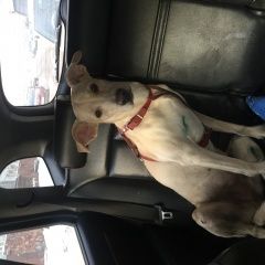 Подробнее об объявлении «Красноярск Найдена собака в шлейке» Фото: найдена собака  «Красноярск Найдена собака в шлейке» в г. Красноярск