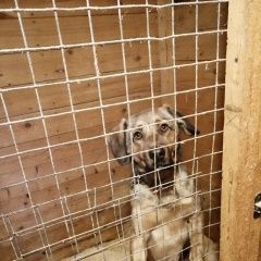 Подробнее об объявлении «Найдена собака кобель попал в отлов. Ногинск» Фото: найдена собака  «Найдена собака кобель попал в отлов. Ногинск» в г. Ногинск