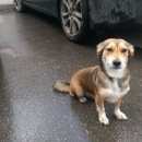 Подробнее об объявлении «Найдена собака Нижний Новгород» Фото: найдена собака  «Найдена собака Нижний Новгород» в г. Нижний Новгород