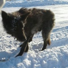 Подробнее об объявлении «Курган Найдена собака» Фото: найдена собака  «Курган Найдена собака» в г. Курган
