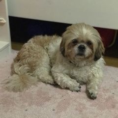 Подробнее об объявлении «Найдена собака кобель Химки» Фото: найдена собака Ши-тцу «Найдена собака кобель Химки» в г. Химки