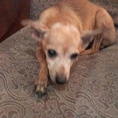 Подробнее об объявлении «Найдена собака Братск» Фото: найдена собака  «Найдена собака Братск» в г. Братск