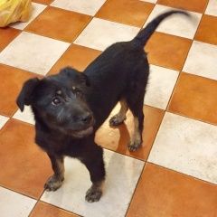 Подробнее об объявлении «Найдена собака кобель посёлок, пушкинский район, мо Черкизово» Фото: найдена собака  «Найдена собака кобель посёлок, пушкинский...» в г. Черкизово