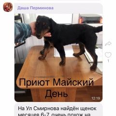 Подробнее об объявлении «Найдена собака кобель молодой кобель ягдтерьера Иваново» Фото: найдена собака Ягд-терьер «Найдена собака кобель молодой кобель ягдтерьера...» в г. Иваново