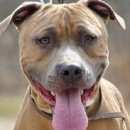 Подробнее об объявлении «Магнитогорск Найдена собака кобель метис питбуля» Фото: найдена собака  «Магнитогорск Найдена собака кобель метис питбуля» в г. Магнитогорск