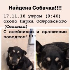 Подробнее об объявлении «Найдена собака Ростов-на-Дону» Фото: найдена собака  «Найдена собака Ростов-на-Дону» в г. Ростов-на-Дону