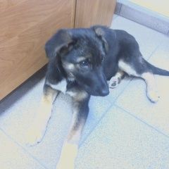 Подробнее об объявлении «Найдена собака щенок Электросталь» Фото: найдена собака  «Найдена собака щенок Электросталь» в г. Электросталь