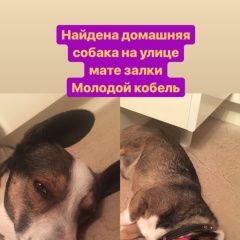 Подробнее об объявлении «Симферополь Найдена собака кобель» Фото: найдена собака  «Симферополь Найдена собака кобель» в г. Симферополь