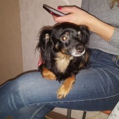 Подробнее об объявлении «Найдена собака невский район спб Санкт-Петербург» Фото: найдена собака Той-терьер «Найдена собака невский район спб Санкт-Петербург» в г. Санкт-Петербург