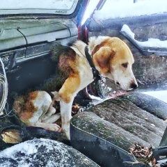 Подробнее об объявлении «Коломна Найдена собака кобель русская гончая кобель озерский район» Фото: найдена собака  «Коломна Найдена собака кобель русская гончая...» в г. Коломна