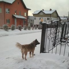 Подробнее об объявлении «Найдена собака кобель Химки» Фото: найдена собака  «Найдена собака кобель Химки» в г. Химки