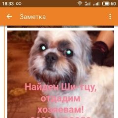 Подробнее об объявлении «Курган Найдена собака» Фото: найдена собака  «Курган Найдена собака» в г. Курган