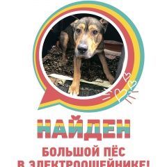 Подробнее об объявлении «Найдена собака кобель Одинцово» Фото: найдена собака  «Найдена собака кобель Одинцово» в г. Одинцово