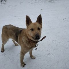 Подробнее об объявлении «Найдена собака кобель Загорянский» Фото: найдена собака Немецкая овчарка «Найдена собака кобель Загорянский» в г. Загорянский