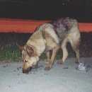 Подробнее об объявлении «Найдена собака вроде овчарка. слабый окрас Тюмень» Фото: найдена собака  «Найдена собака вроде овчарка. слабый окрас Тюмень» в г. Тюмень