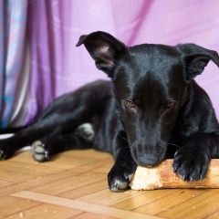 Подробнее об объявлении «Воронеж Найдена собака кобель потеряшка» Фото: найдена собака  «Воронеж Найдена собака кобель потеряшка» в г. Воронеж