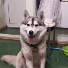 Подробнее об объявлении «Найдена собака кобель хаски есть клеймо key ищем хозяев Долгопрудный» Фото: найдена собака Сибирская хаски «Найдена собака кобель хаски есть клеймо key...» в г. Долгопрудный