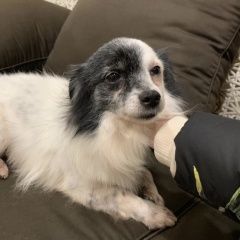 Подробнее об объявлении «Найдена собака кобель Краснодар» Фото: найдена собака  «Найдена собака кобель Краснодар» в г. Краснодар