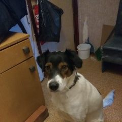 Подробнее об объявлении «Найдена собака Климовск» Фото: найдена собака  «Найдена собака Климовск» в г. Климовск