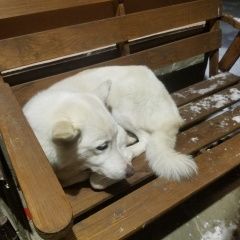 Подробнее об объявлении «Зеленоград Найдена собака западно-сибирская лайка, сука» Фото: найдена собака Западно-сибирская лайка «Зеленоград Найдена собака западно-сибирская...» в г. Зеленоград
