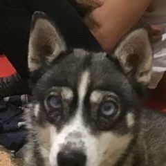 Подробнее об объявлении «Найдена собака Ровное» Фото: найдена собака  «Найдена собака Ровное» в г. Ровное