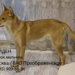 Подробнее об объявлении «Найдена собака кобель / вао преображенское Москва» Фото: найдена собака  «Найдена собака кобель / вао преображенское Москва» в г. Москва