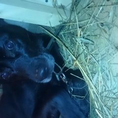 Подробнее об объявлении «Липецк Найдена собака кобель черный» Фото: найдена собака  «Липецк Найдена собака кобель черный» в г. Липецк