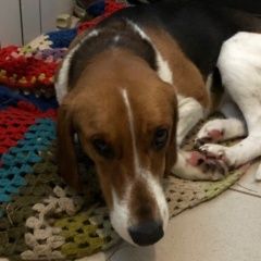 Подробнее об объявлении «Найдена собака эстонская гончая Белгород» Фото: найдена собака  «Найдена собака эстонская гончая Белгород» в г. Белгород