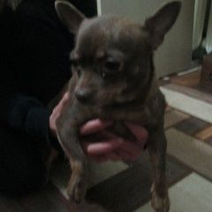 Подробнее об объявлении «Найдена собака чихуахуа, девочка шоколадного окраса Смоленск» Фото: найдена собака Чихуахуа «Найдена собака чихуахуа, девочка шоколадного...» в г. Смоленск