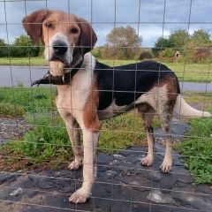 Подробнее об объявлении «Найдена собака кобель русская гончая Михайлов» Фото: найдена собака Гончая «Найдена собака кобель русская гончая Михайлов» в г. Михайлов