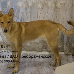 Подробнее об объявлении «Найдена собака кобель Москва» Фото: найдена собака  «Найдена собака кобель Москва» в г. Москва