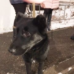 Подробнее об объявлении «Ярославль Найдена собака кобель черный песик» Фото: найдена собака  «Ярославль Найдена собака кобель черный песик» в г. Ярославль