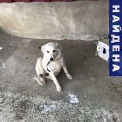 Подробнее об объявлении «Найдена собака белая в ошейнике Аксай (Ростовская обл.)» Фото: найдена собака  «Найдена собака белая в ошейнике Аксай...» в г. Аксай (Ростовская обл.)