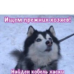 Подробнее об объявлении «Найдена собака кобель хаски Москва» Фото: найдена собака  «Найдена собака кобель хаски Москва» в г. Москва