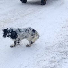 Подробнее об объявлении «Найдена собака кобель. спаниель бело-черный Шатура» Фото: найдена собака Русский охотничий спаниель «Найдена собака кобель. спаниель бело-черный Шатура» в г. Шатура