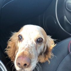 Подробнее об объявлении «Найдена собака 25.12 спаниель рыже-пегая сука Обнинск» Фото: найдена собака Русский охотничий спаниель «Найдена собака 25.12 спаниель рыже-пегая сука...» в г. Обнинск