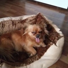 Подробнее об объявлении «Найдена собака ищем хозяина   Краснодар» Фото: найдена собака  «Найдена собака ищем хозяина   Краснодар» в г. Краснодар