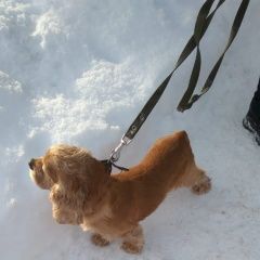 Подробнее об объявлении «Найдена собака кобель спаниэль кобель Шатура» Фото: найдена собака Американский кокер-спаниель «Найдена собака кобель спаниэль кобель Шатура» в г. Шатура