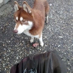 Подробнее об объявлении «Найдена собака хаски в пгт.черноморский. Ильский» Фото: найдена собака  «Найдена собака хаски в пгт.черноморский. Ильский» в г. Ильский