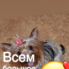 Подробнее об объявлении «Найдена собака Псков» Фото: найдена собака Йоркширский терьер «Найдена собака Псков» в г. Псков
