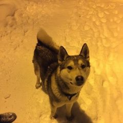 Подробнее об объявлении «Найдена собака кобель метис лайки/хаски Белые Столбы» Фото: найдена собака Сибирская хаски «Найдена собака кобель метис лайки/хаски Белые...» в г. Белые Столбы