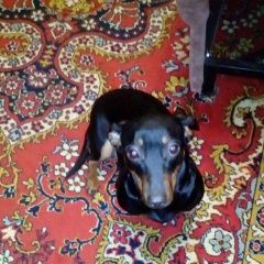 Подробнее об объявлении «Воронеж Найдена собака» Фото: найдена собака Такса «Воронеж Найдена собака» в г. Воронеж