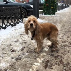 Подробнее об объявлении «Найдена собака 1.12 рыжий спаниель Химки» Фото: найдена собака Английский кокер-спаниель «Найдена собака 1.12 рыжий спаниель Химки» в г. Химки