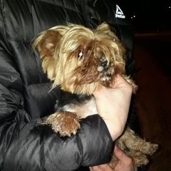 Подробнее об объявлении «Найдена собака порода йоркшерский терьер Бор» Фото: найдена собака Йоркширский терьер «Найдена собака порода йоркшерский терьер Бор» в г. Бор